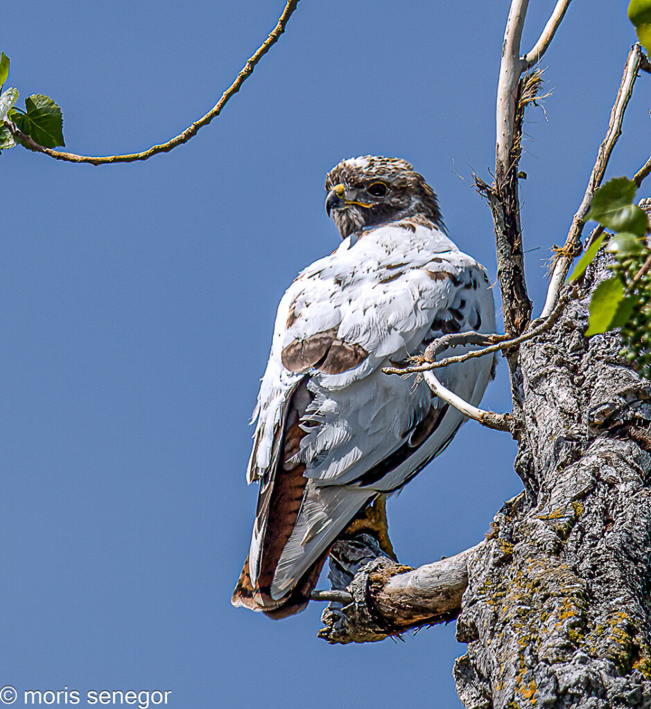 Leucistic red-tailed hawk.