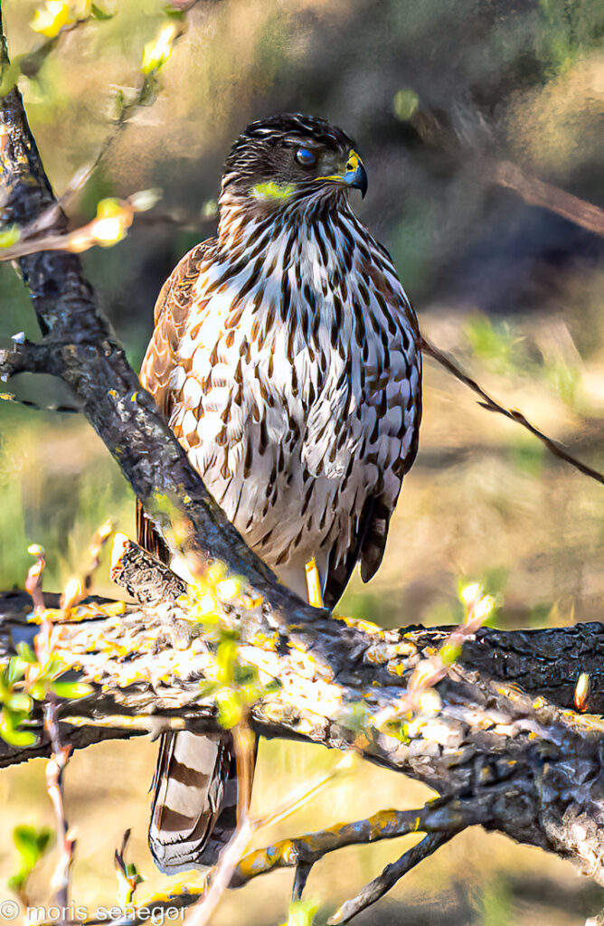 Juvenile Cooper’s hawk.