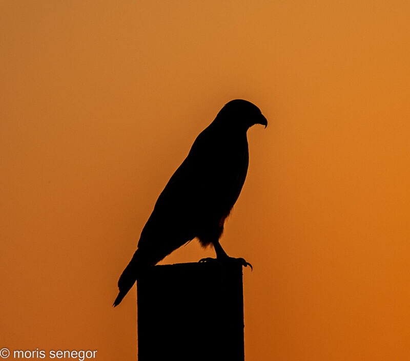 Hawk in silhouette at sunset; Walnut Grove Road.