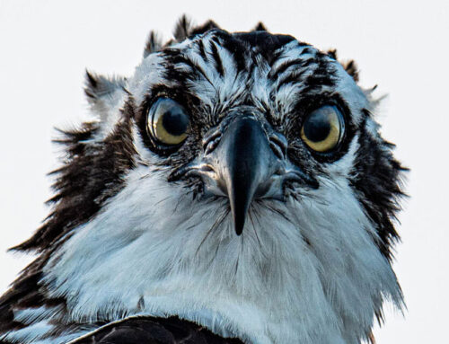 Photographing Ospreys