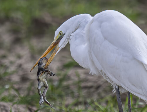 SECRETS TO SUCCESS WITH WILDLIFE PHOTOGRAPHY