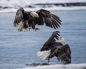 Bald Eagles fighting, Alaska