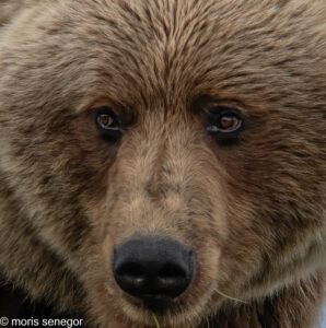 Brown Bear close up in Alaska