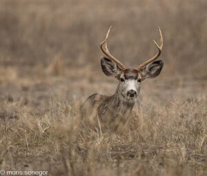 Wild buck in the fields