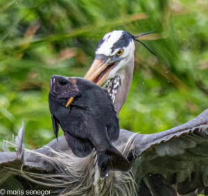 Heron with fresh catch