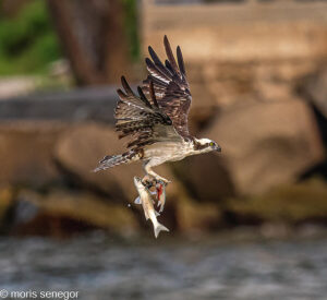 Osprey flying with a catch of two fish
