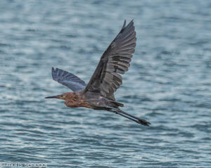 Reddish Egret in flight