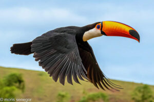 Toco toucan in flight