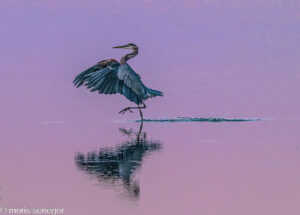 GBH walking on water