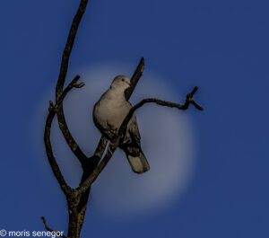 Dove with full moon in background