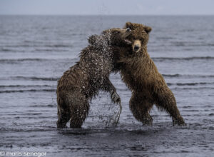 Young brown bears roughhousing on the water