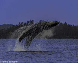 Breaching Humpbakc, Alaska