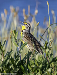 Western Meadowlark singing