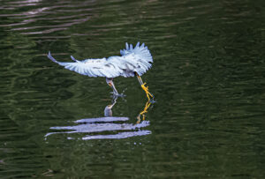 Snowy Egret in flight dips in water