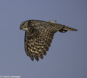 Great horned owl in flight, California