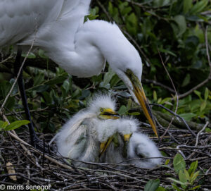 Egret nest with chicks