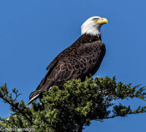 Bald Eagle