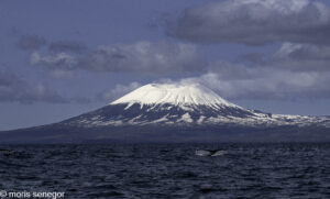 Mt Edgecumbe with whale in foreground