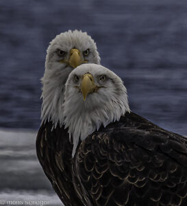 Male & female pair of bald eagles