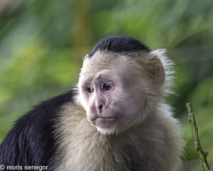 Capuchin Monkey, Costa Rica