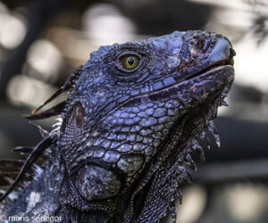 Portrait of iguana, Costa Rica