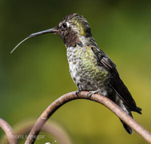 Perched hummingbird with its tongue out