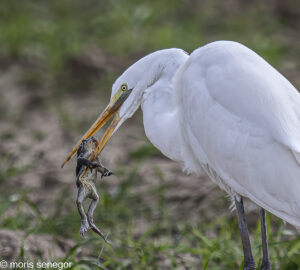 Egret with frog in its beaks