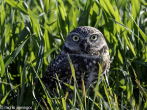 Burrowing owl