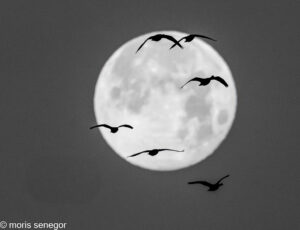 Brids by full moon, B&W