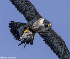 Peregrine Falcon flying with prey