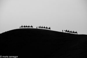 Camel Caravan, Agafay Desert, Morocco
