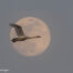 Tips on how to capture a dramatic bird on moon.