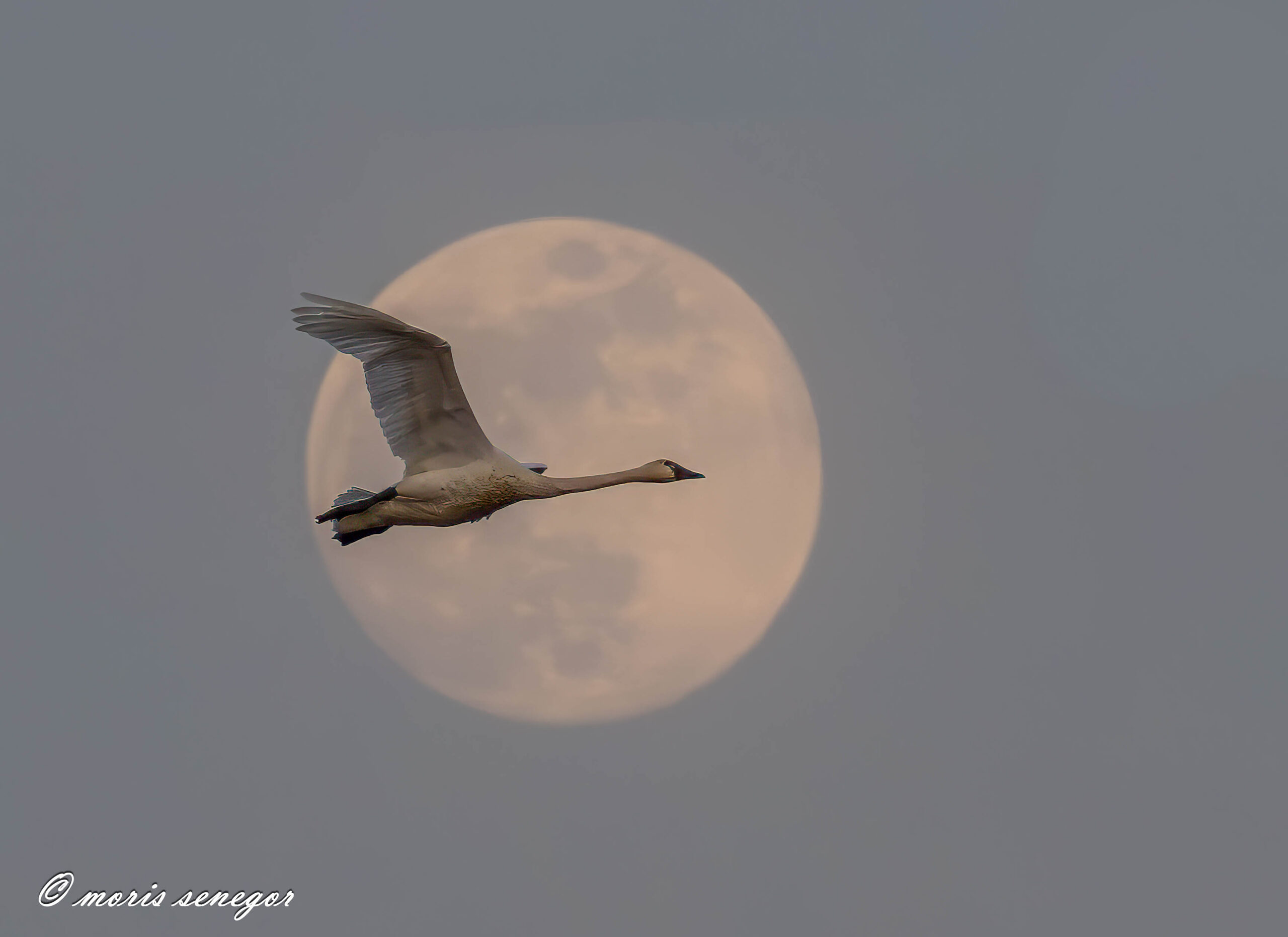 THE BIRD ON THE MOON SHOT